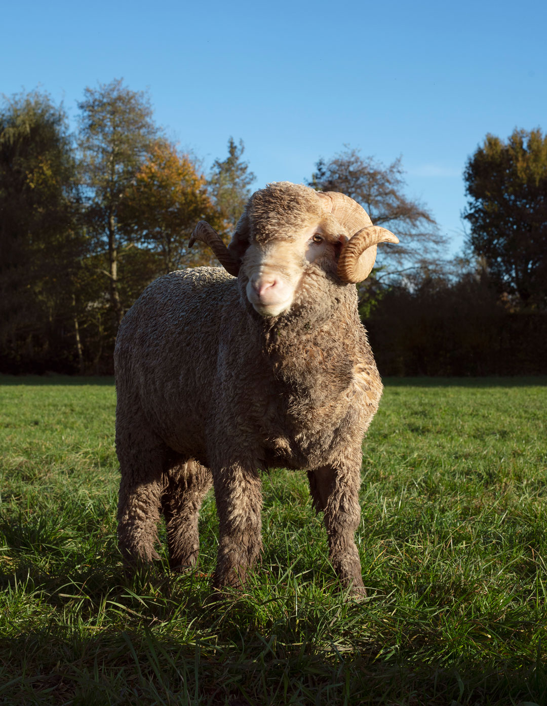 Qué es la lana Merino - Skaapherder